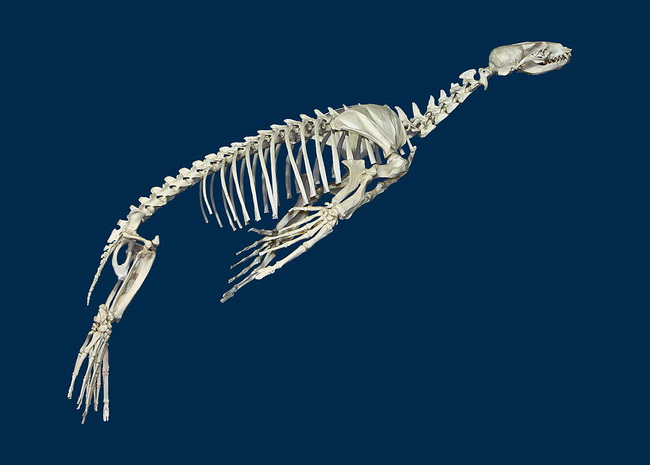 1024px-Zalophus_californianus_01_resize