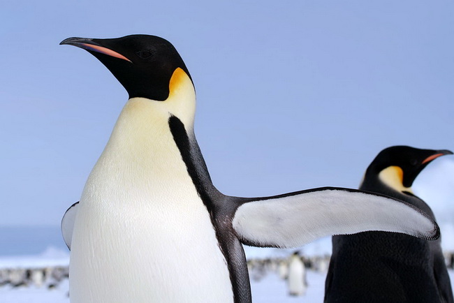 הפינגווין הקיסרי