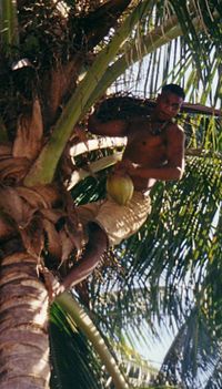 צעיר קוטף אגוז קוקוס, קובה