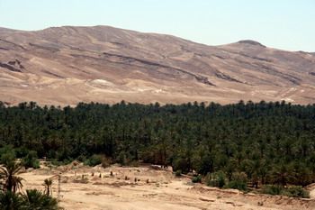 נאת המדבר טמרזה שבתוניסיה