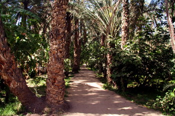 טוזר שבתוניסיה