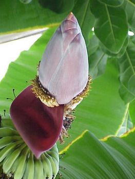 פרח הבננה