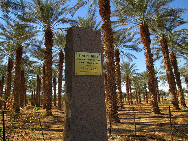 800px-Date_palm_trees_in_Kibbutz_Eilotw