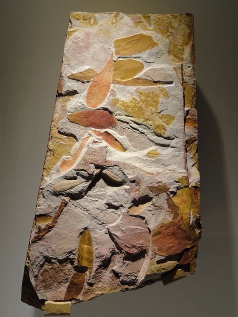 800px-Glossopteris_sp_,_seed_ferns,_Permian_-_Triassic_-_Houston_Museum_of_Natural_Science_-_DSC01765