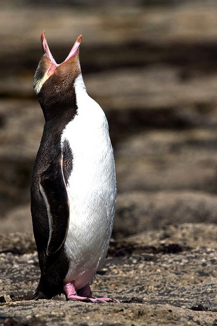 800px-Yellow-eyed_Penguin_crying_MC