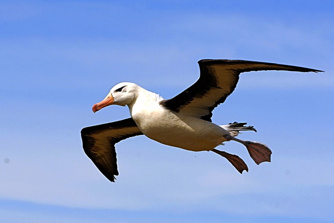 Albatros7_resize