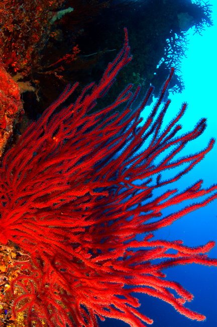 שונית אלמוגים