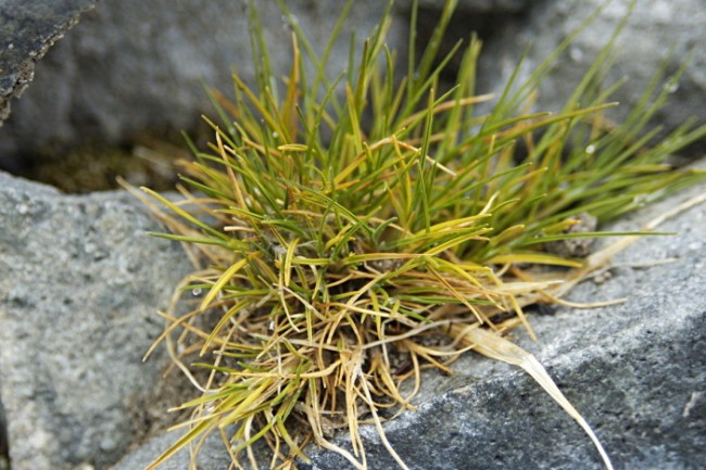 Deschampsia_antarctica