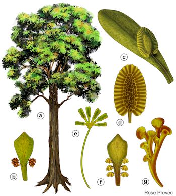 Glossopteris_Restoration