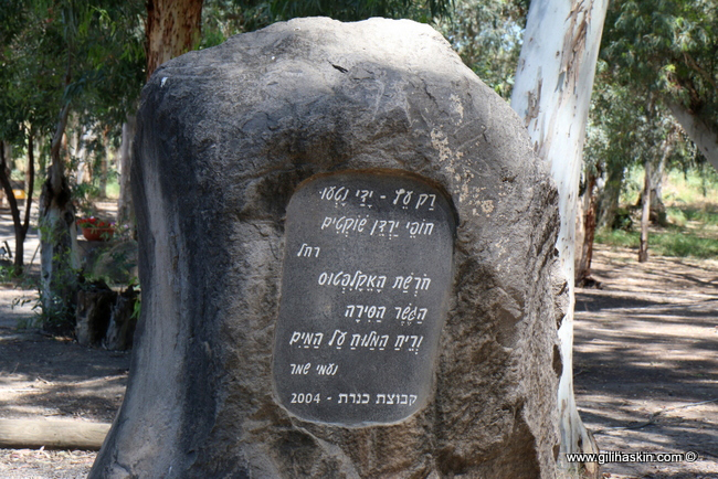 חורשת האקליפטוס