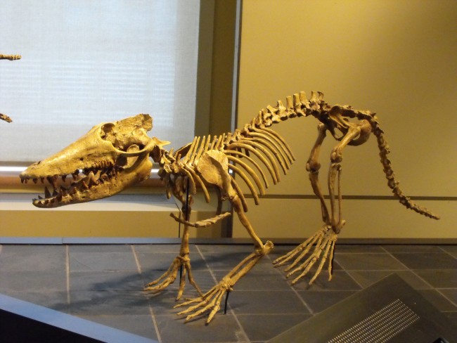 Pakicetus 