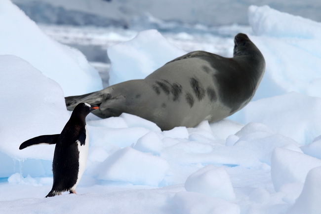 טיול לאנטארקטיקה - כלב ים