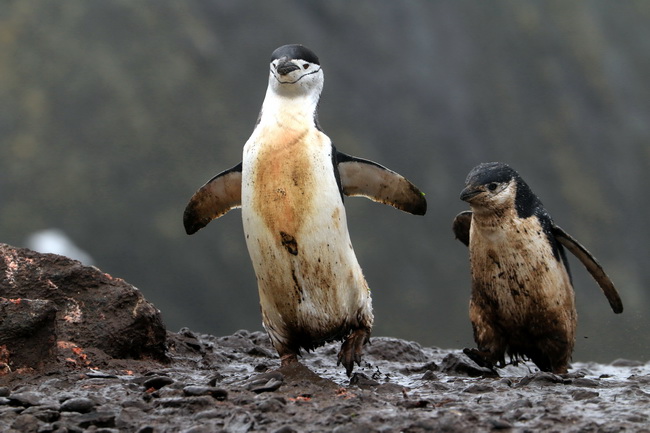 South Shetland_14_resize