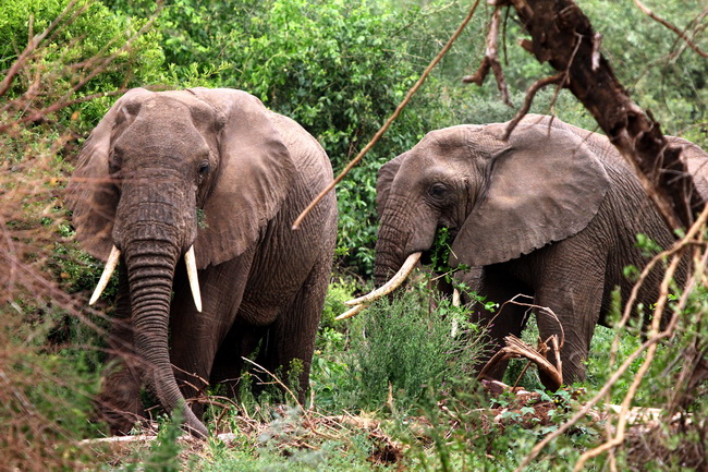 טיול לטנזניה - פילים בשמורת מניארה. צילום: גילי חסקין, פברואר 2012