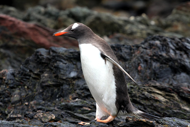 gentoo