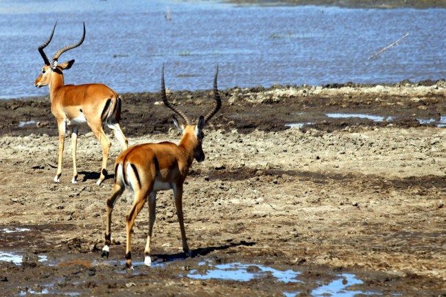 impala4-w