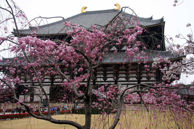 japan - shaw70_resize