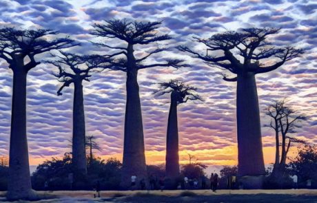 מדגסקר: שדירת עצי הבאובב