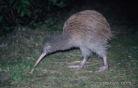 טיול לניו זילנד בדצמבר 2012