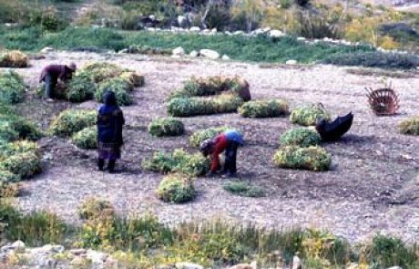 טיול ללדאך – אל שולי הרמה הטיבטית