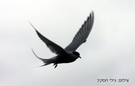 שחפיות הקוטב – שיא עולמי בנדודים