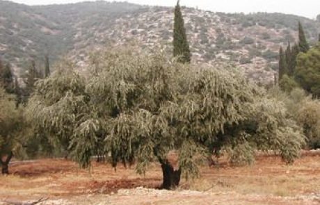 עץ הזית והפקת שמן הזית