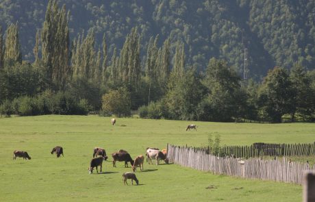 אזור סוונטי שבגאורגיה