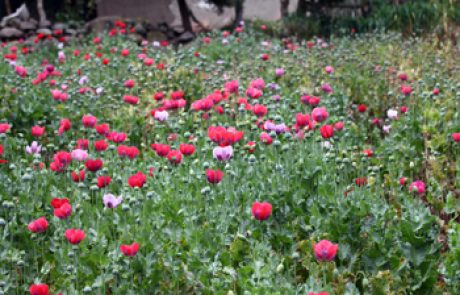 האופיום במשולש הזהב – ייצור ומסחר