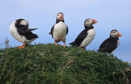 רשמים מסיור באיי פארו