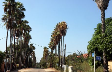 סיור בפרדס חנה וסביבתה
