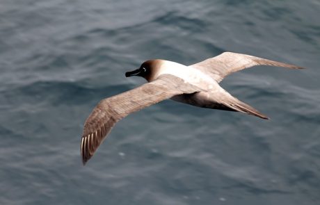 האלבטרוסים-מלכי השמים