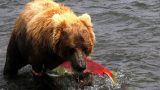 Kamchatka-w_121
