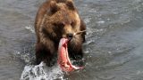 Kamchatka-w_124