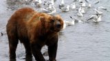 Kamchatka-w_127