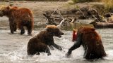 Kamchatka-w_131