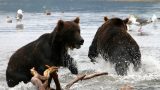 Kamchatka-w_191