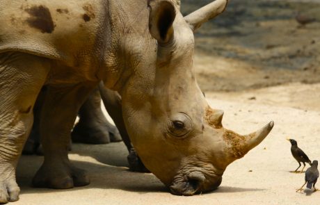 טיול לטנזניה, בחופשת הפסח, אפריל 2024