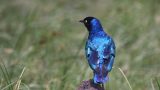 Ngorongoro-best_59-min