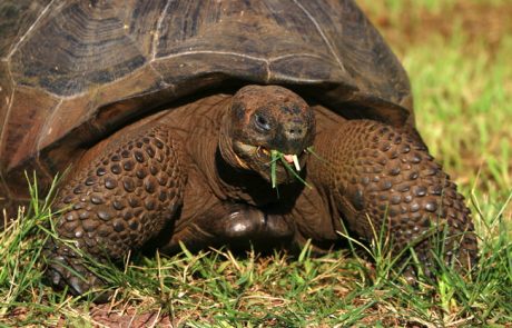 צבי הענק של איי גלפאגוס