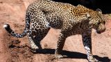 Serengeti-best_116-min