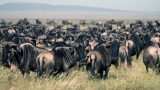 Serengeti-best_85a-min