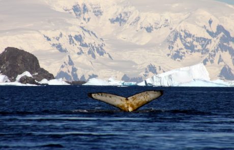אנטארקטיקה – היבשת הדרומית ביותר – מבט כללי
