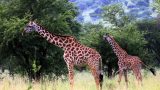 Tanzania-14-b_105-min
