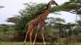 Tanzania-14-b_92-min