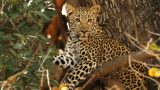 Zambia-w_100