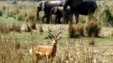 Zambia-w_103