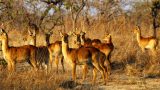 Zambia-w_13