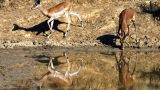 Zambia-w_15