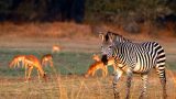 Zambia-w_2