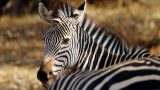 Zambia-w_49